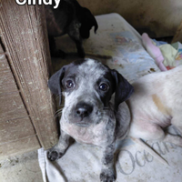 Cindy cucciola segugetta