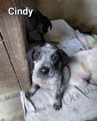 Cindy cucciola segugetta