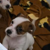 Cuccioli Jack Russell Terrier