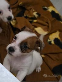 Cuccioli Jack Russell Terrier