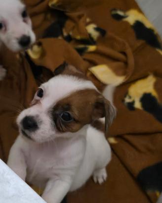 Cuccioli Jack Russell Terrier