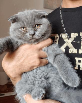 Splendidi Cuccioli di Scottish Fold Manto Blu