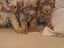 Immagine 3