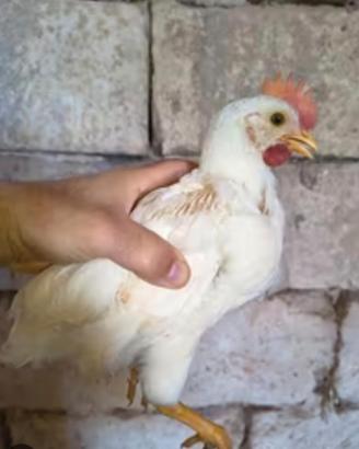 Galletti di 2 mesi