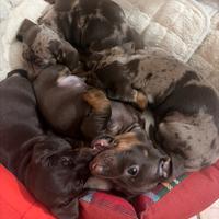 Bassotto tedesco nano/kaninchen