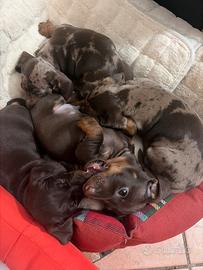 Bassotto tedesco nano/kaninchen