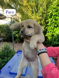 Cuccioli meticci