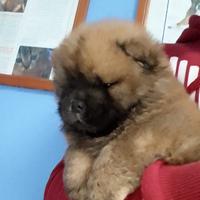 Chow chow
