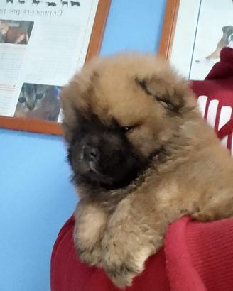 Chow chow