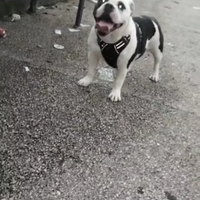 American bully mini