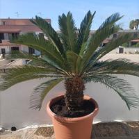 Cycas in vaso