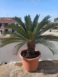 Cycas in vaso