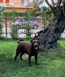 Labrador per accoppiamento