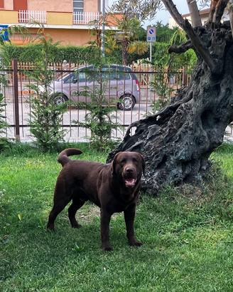 Labrador per accoppiamento