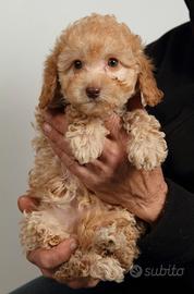 Cuccioli di Barboncini Toy