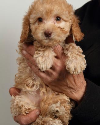 Cuccioli di Barboncini Toy in Piemonte