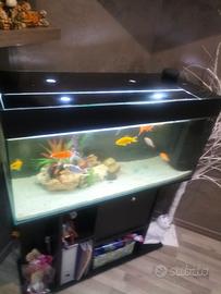 Acquario