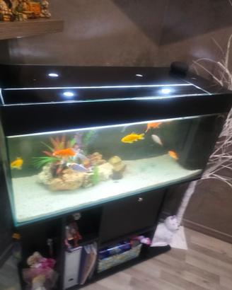 Acquario