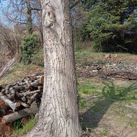 Albero in noce in perfetta salute