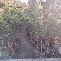 piante di agrumi 