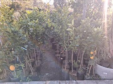 piante di agrumi 