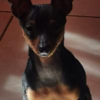 Cucciolo pinscher toy