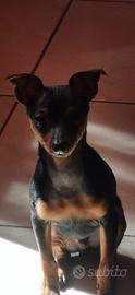 Cucciolo pinscher toy