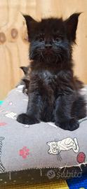 Cuccioli Maine Coon con Pedigree