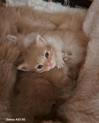 Gattini Munchkin, a zampe corte, taglia piccola