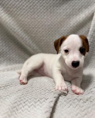 Jack Russell