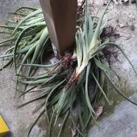 piante piccole e grandi di aloe