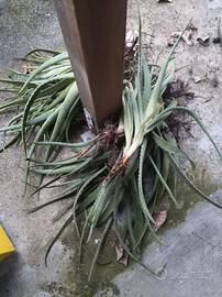 piante piccole e grandi di aloe