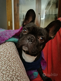 Bulldog francese per monta