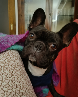 Bulldog francese per monta
