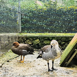 Oche di Magellano adulte