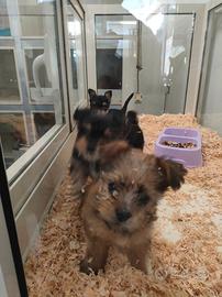 Yorkshire terrier