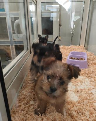 Yorkshire terrier