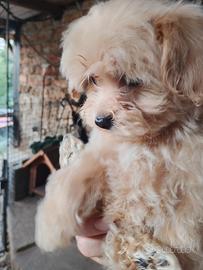 Maltese Maltipoo Maschio