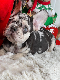 Bulldog francese maschio