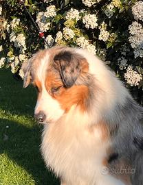 Australian Shepherd adozione