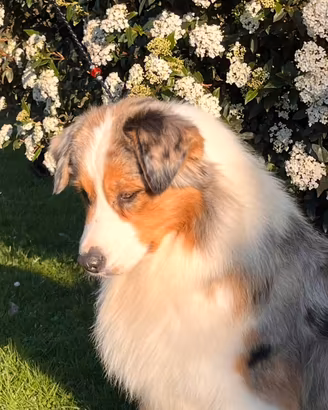 Australian Shepherd adozione