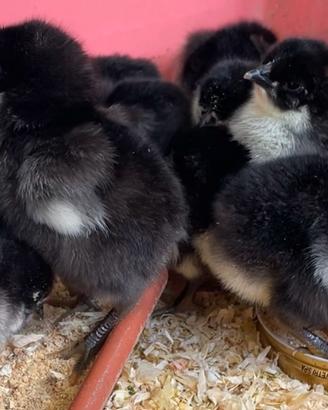 Pulcini di razza Australorp