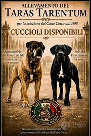 Cuccioli cane corso