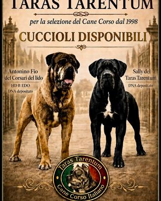 Cuccioli cane corso