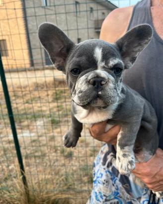 Femminuccia bulldog francese blu merle