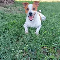 Jek Russell x accoppiamento GRATIS