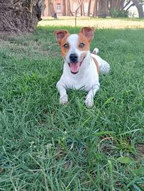 Jek Russell x accoppiamento GRATIS