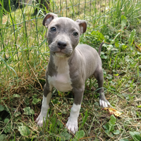 Amstaff cuccioli Blue American Staffordshire Terri