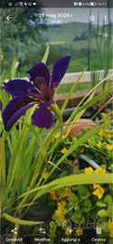 iris aquatico 