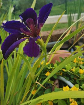 iris aquatico 